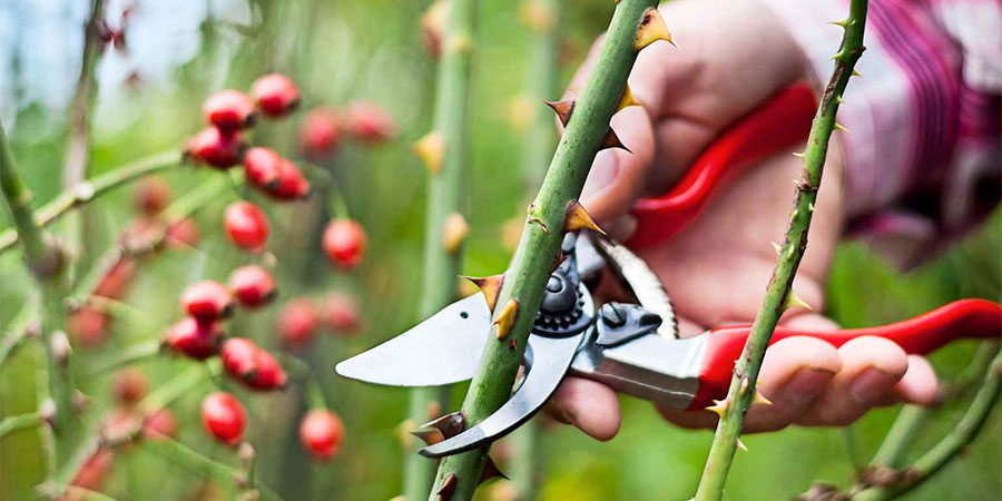 ابزارهای باغبانی و کشاورزی
